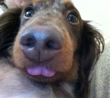 What A Face This Celeb Pooch Is One Lucky Dog Pampered By None Other Than Shark Daymond John Dogs I Love Dogs Doggy
