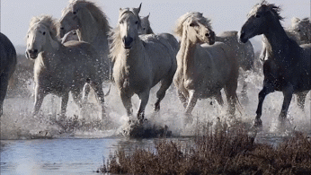 The Wild White Horses of the Camargue in Providence France Running in Shallow Waters. | Beautiful arabian horses, Beautiful horses, Horses