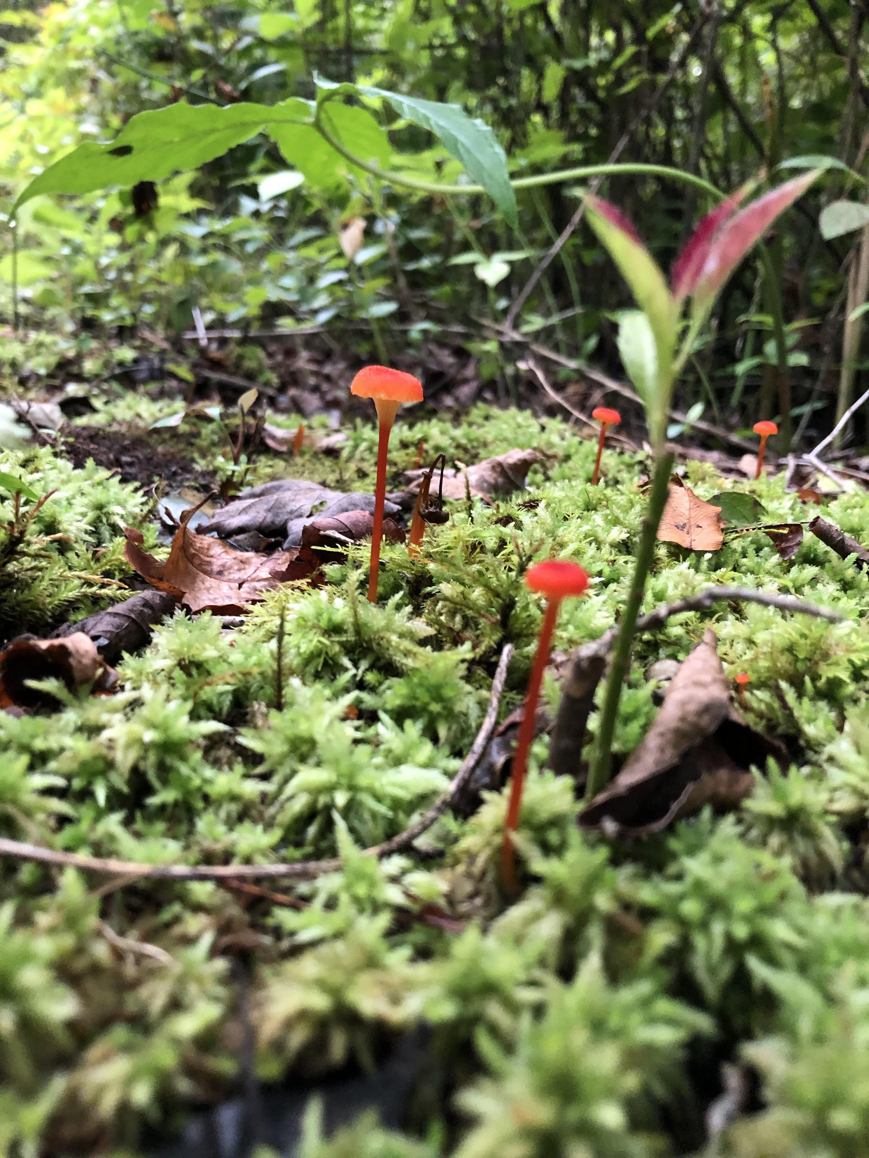 Awasome Growing Plants In Sphagnum Moss 2022