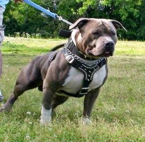 Pitbull Breeds Are Strong Powerful Dogs With Large Heads Like