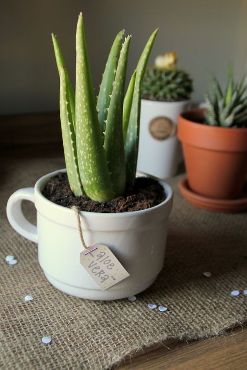 Diy Tea Bag Plant Label Cute And Easy Present Anyone Can Make Diy Tea Bag Plant Label Find A Large Mug And Put Your In Place Staple Small Strand Of Twine String Between Folded Rectangle