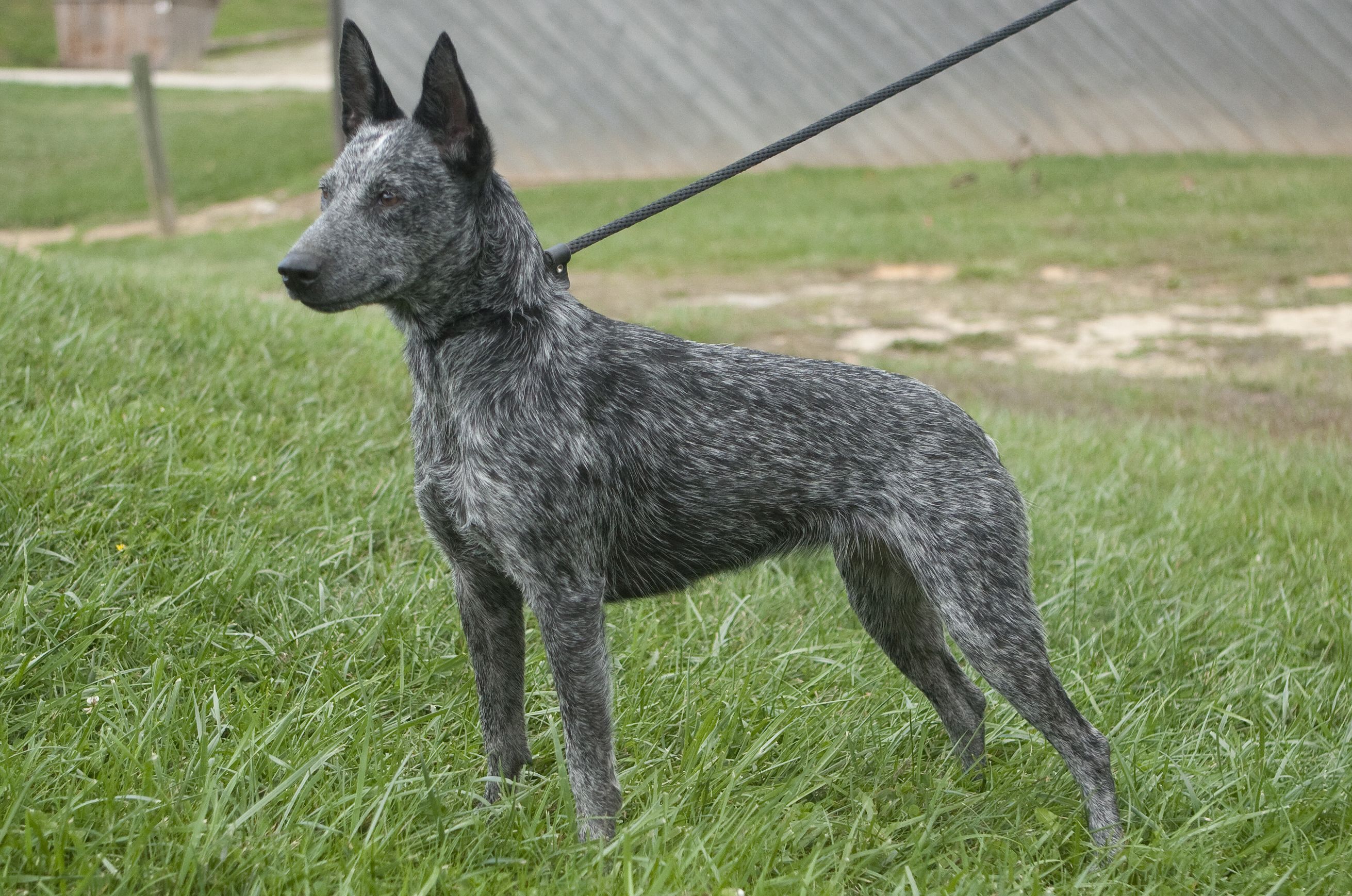Dog Dog Wallpapers Australian Stumpy Tail Cattle Dog Wallpapers
