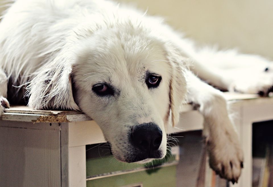 turkish akbash dog akbaa a oban kopea i puppy akbash pinterest turkish akbash dog akbaa a oban kopea i puppy