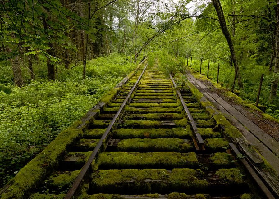 nature reclaims abandoned train