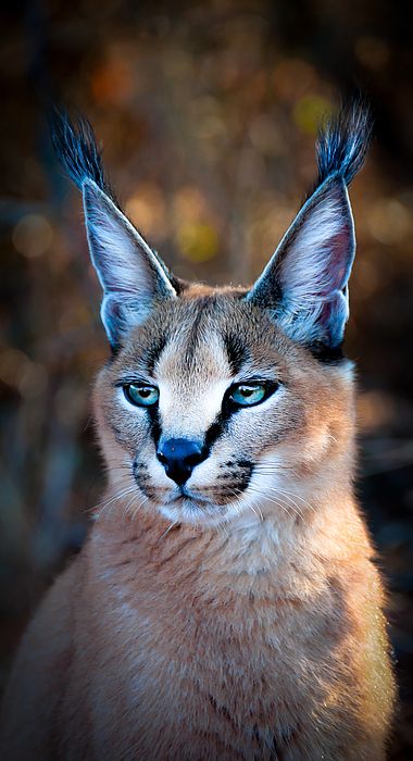 El caracal (Caracal caracal) es una especie de mamífero carnívoro de la familia Felidae. Es un felino de tamaño medio (entre 60 y 92 cm de largo, sin incluir la cola) que vive en las sabanas y semidesiertos de África y el oeste de Asia, desde Turquía al sur de Kazajistán y el noroeste de la India. Pretty Animals, Cute Wild Animals, Pretty Cats, Beautiful Cats, Animals Beautiful, Cute Cats, Funny Cats, Weird Cats, Crazy Cats