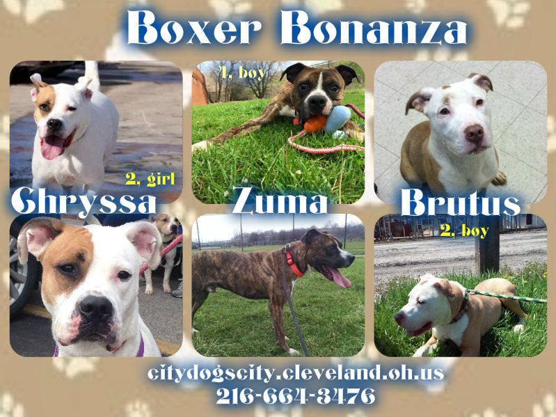 Boxer Mixes citydogscity