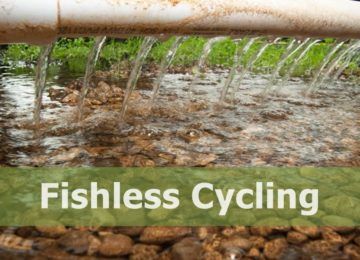 getting started with aquaponics: cycling your fish tank