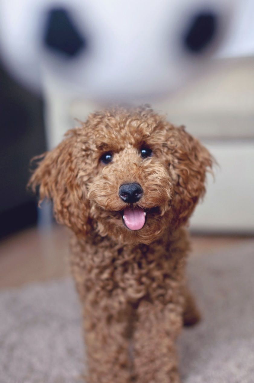 Poodle Miniature Apricot Puppy Ball 6 Months With Images