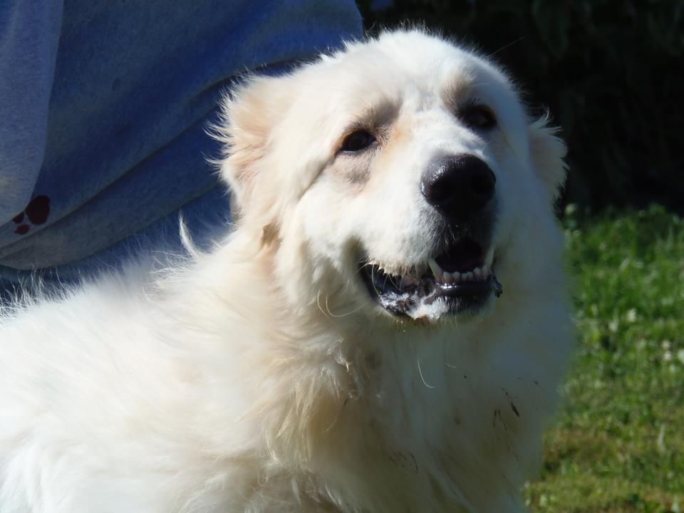 October Is Adopt A Shelter Dog Month The Quad City Animal Welfare Center Will Celebrate National Adop Retriever Puppy Golden Retriever Dogs Golden Retriever
