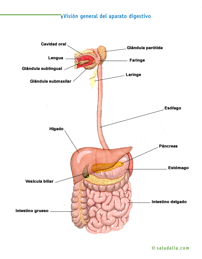 El Cuerpo Humano Sistema Digestivo Yahoo Image Search Results Human Body Science Medical Anatomy Medicine Studies