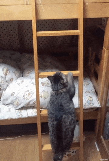 Okay I M Going To Bed Via Azuazu3121 Funny Gif Cat Gif Cute Animals Okay I M Going To Bed Via Azuazu3121 Funny Gif Cat Gif Cute Animals