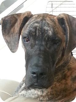 Austin Tx Great Dane Meet Achilles A Dog For Adoption Great