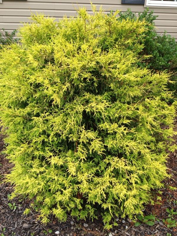 Gold Mop Cypress (chamaecyparis pisifera gold mop): This looks like a ... Gold Mop Cypress