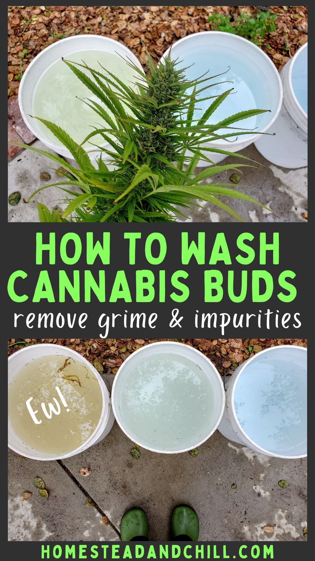 Growing your own medicine outdoors? Come learn how to wash cannabis buds after harvest using lemon juice and baking soda, or hydrogen peroxide. It’s easy to do, organic, and removes potentially harmful debris. Cleaner herb equals a more smooth, safe, and tasty end product! #cannabis #hemp #gardening Herb Drying Racks, Drying Herbs, Lemon Juice Uses, Cannibis Plant, Foliar Spray, Baking Soda And Lemon, Vacuum Bags, Hydrogen Peroxide