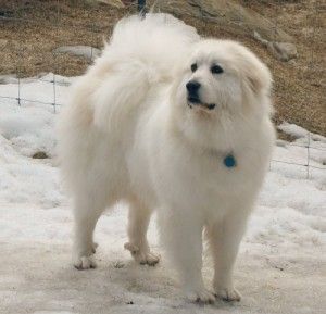 Great Pyrenees Great Pyrenees More Characteristics3 Great