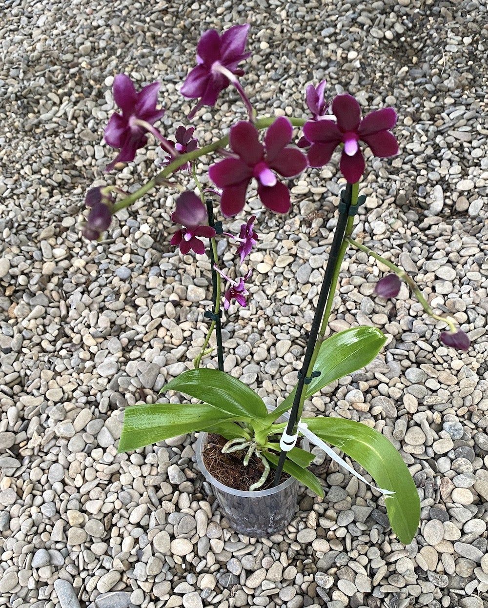 Phalaenopsis Black Bird incanta prin minunatele sale flori catifelate, de dimensiuni medie, cu reflexe de negru.Phalaenopsis (Dtps) Black Bird este un hibrid spectaculos, fiind rezultatul incrucisarii speciilor Dtps Jim si Ph Golden Peoker.Diametru floare 3 cmInaltime cu ghiveci inclus 40-50 cmDiametru ghiveci 12 cm*Inflorire secventialaPrezinta defecte mecanice pe frunze.Consulta ghidul de ingrijire pentru orhideea Phalaenopsis pe Blog. Gen/Tip: Phalaenopsis Phalaenopsis, Garden Center, Secret Garden, Flower Garden, Flowers, Instagram, Products, Plant, Royal Icing Flowers