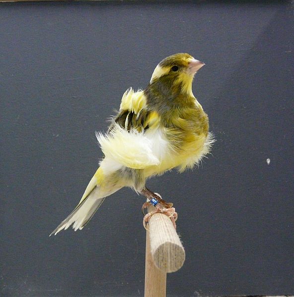 jenis burung kenari