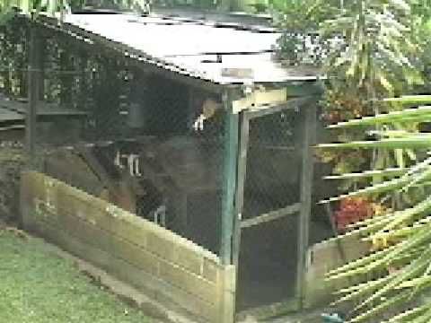 Beagle Escapes Cage You Won T Believe How He Does It Petbarks