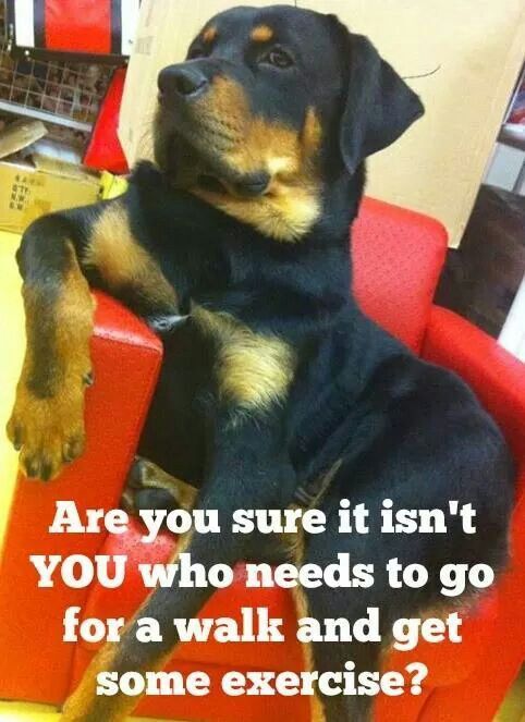 10 Best Rottweiler Memes Of All Time Rottweiler Funny