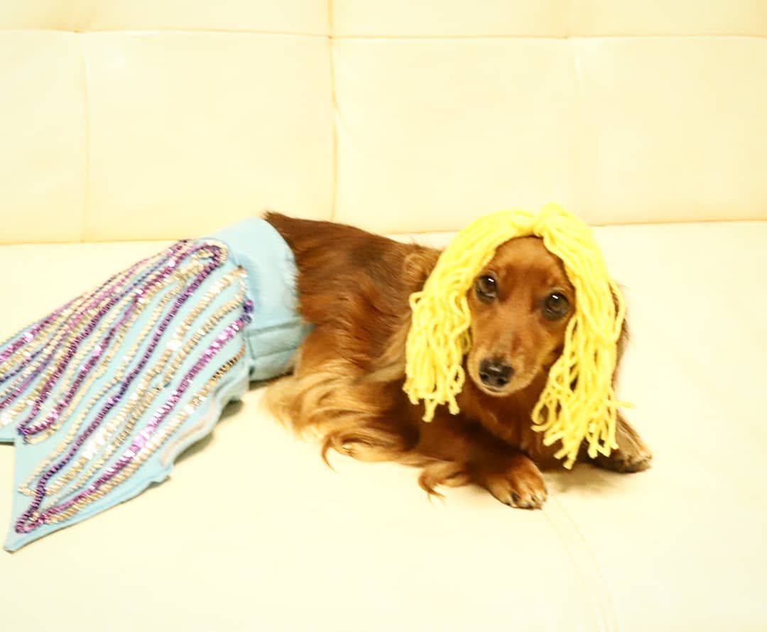 Cute Dachshund Cute Dachshund Dogs Cute Dachshunds Cute Dogs