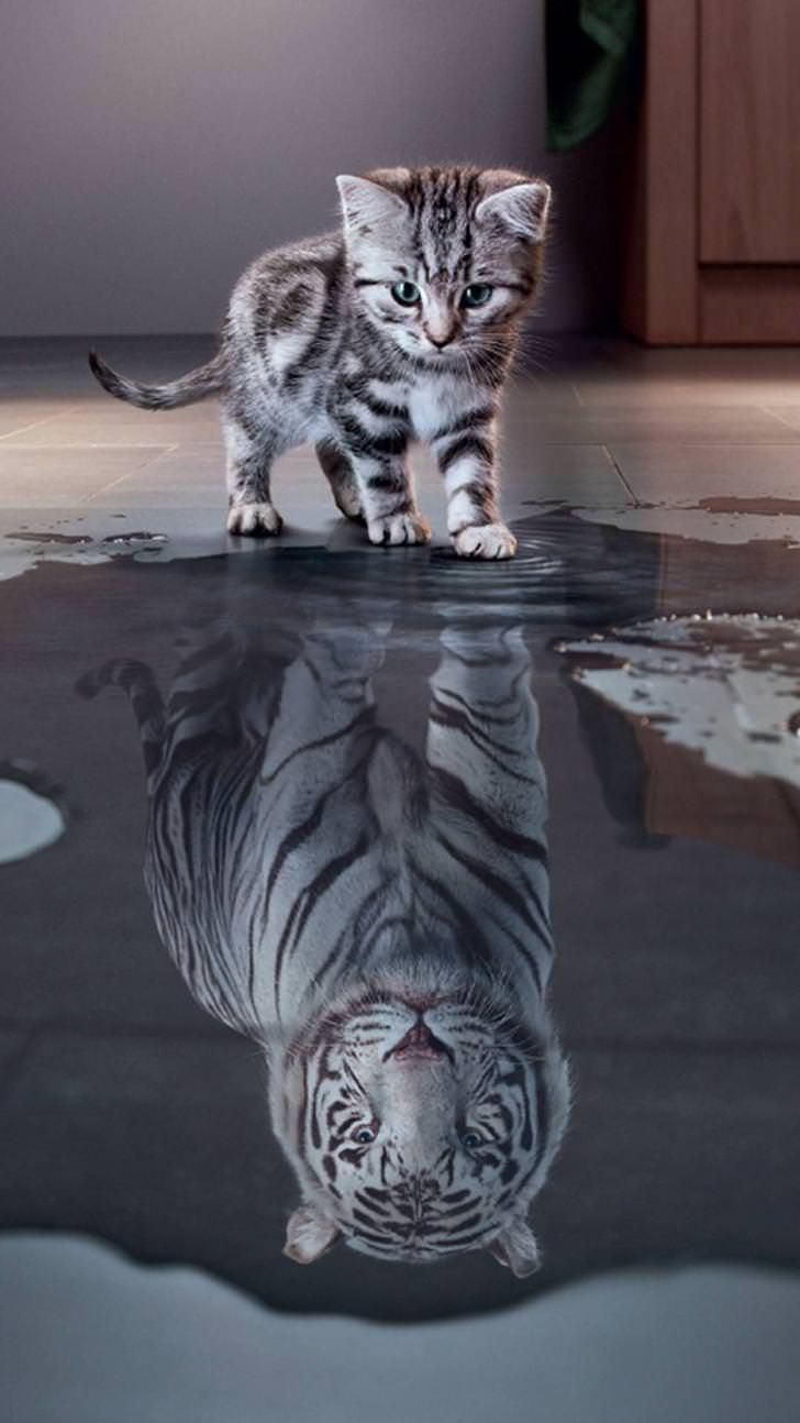 Tiger White Tiger White