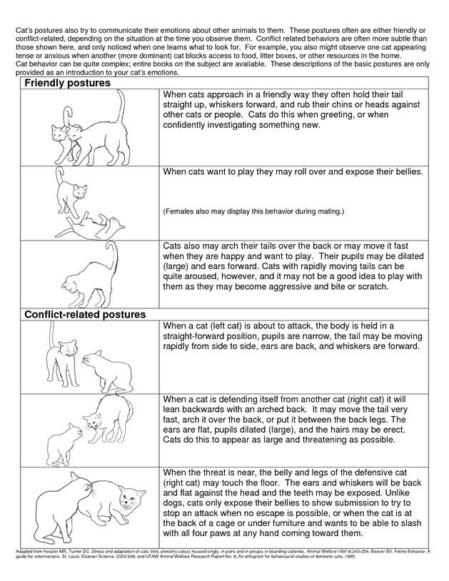 cat body language の画像検索結果 purina cat weight chart