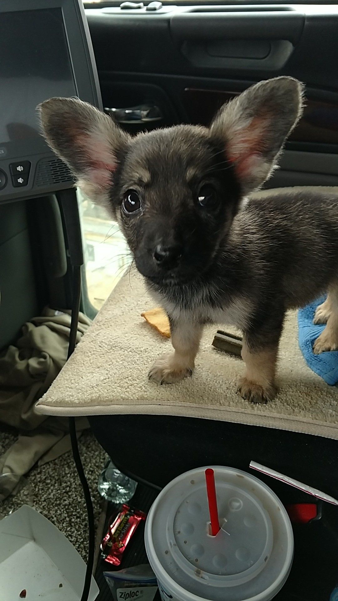 Puppy I Found In The Oilfields Of West Texas Named Him Dobby Via