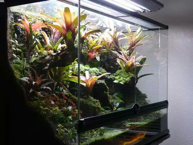 Terraced Viv ビバリウム テラリウム パルダリウム Terraced Viv ビバリウム テラリウム パルダリウム