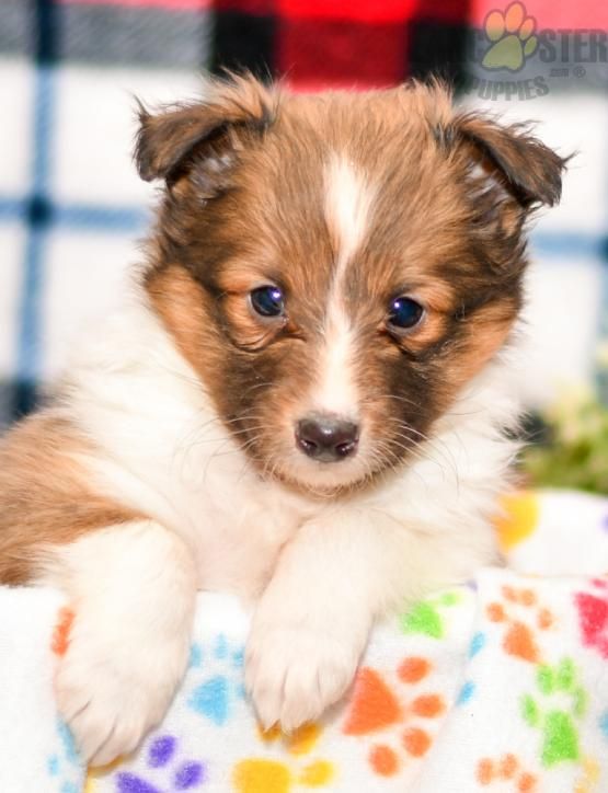 #ShetlandSheepdog #Charming #PinterestPuppies #PuppiesOfPinterest #Puppy #Puppies #Pups #Pup #Funloving #Sweet #PuppyLove #Cute #Cuddly #Adorable #ForTheLoveOfADog #MansBestFriend #Animals #Dog #Pet #Pets #ChildrenFriendly #PuppyandChildren #ChildandPuppy #LancasterPuppies www.LancasterPuppies.com Puppies For Sale, Dogs And Puppies, Sheep Dog Puppy, Shetland Sheepdog Puppies, Lancaster Puppies, Herding Dogs, Animals Dog, Medium Sized Dogs, Sheltie