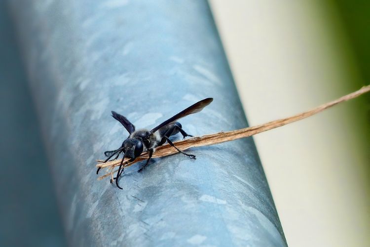 Wespen Vertreiben Nützliche Hausmittel Für Wespenbekämpfung Und Wespen Vertreiben Nützliche Hausmittel Für Wespenbekämpfung Und Wespennest Selbst Entfernen Haushalt Gegenwespen