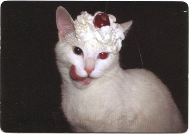Gaga Isn T The Only Internet Star Who Can Rock A Frog Hat Reptiles Reptiles Aesthetic Cute Animals Cats Animals Gaga Isn T The Only Internet Star Who Can Rock A Frog Hat Reptiles Reptiles Aesthetic Cute Animals Cats Animals