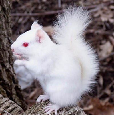 アルビノ メラニズム図鑑 Animaux Albinos Animaux Image Animaux