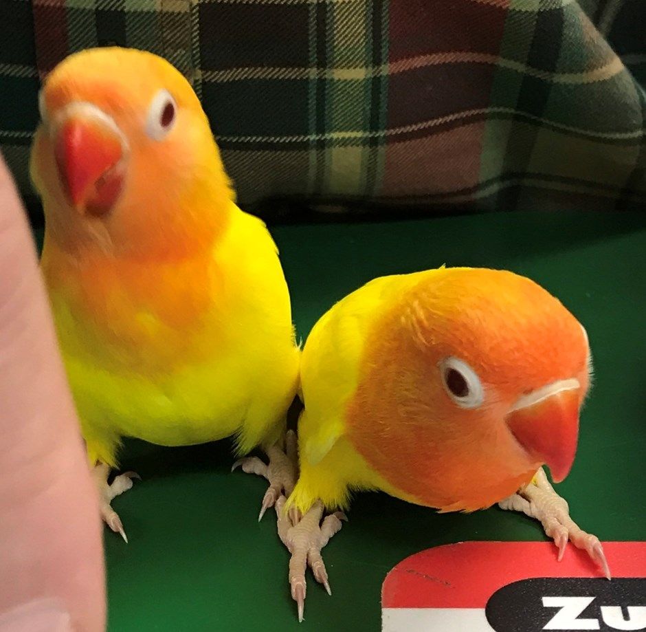 love birds food price