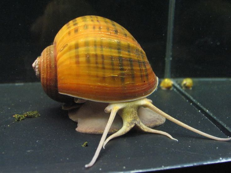Apfelschnecke Apfelschnecke Aquarienfische, Schnecken Apfelschnecke Apfelschnecke Aquarienfische, Schnecken