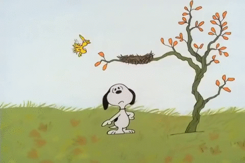 Peanuts Snoopy Youre Not Elected Charlie Brown Woodstock T O O N