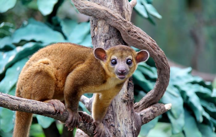 Daily Cuteness What Is A Kinkajou Amazon Rainforest Animals