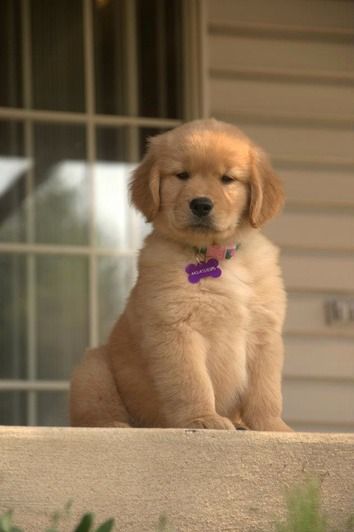 Baybreeze Golden Retriever Puppy Golden Retriever Puppies