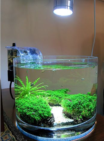 planted tank community google