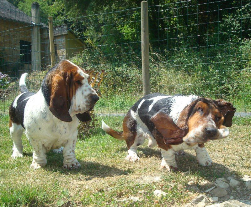 At The Groomers Bassett Hound Dogs Basset Hound