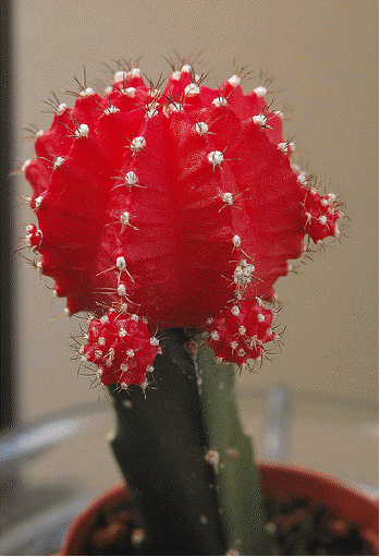 How To Grow Ruby Ball Cactus In Pots Ruby Ball Cactus Cactus Flower How To Grow Cactus