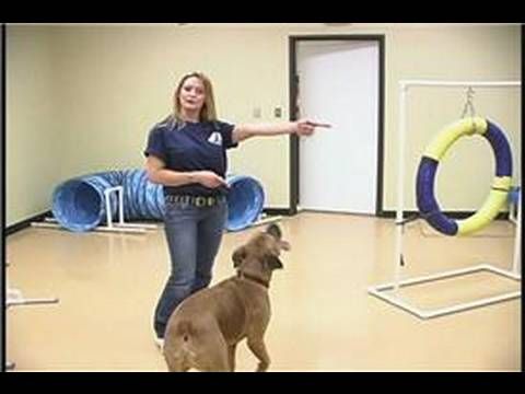 Dog Agility Exercises Dog Agility Training The Front Cross