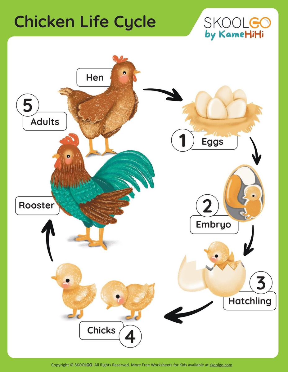 Pin By L nh On S T Duy Chicken Life Cycle Life Cycles Pin By L nh On S T Duy Chicken Life Cycle Life Cycles