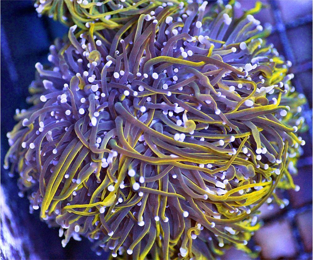 orange torch coral colored