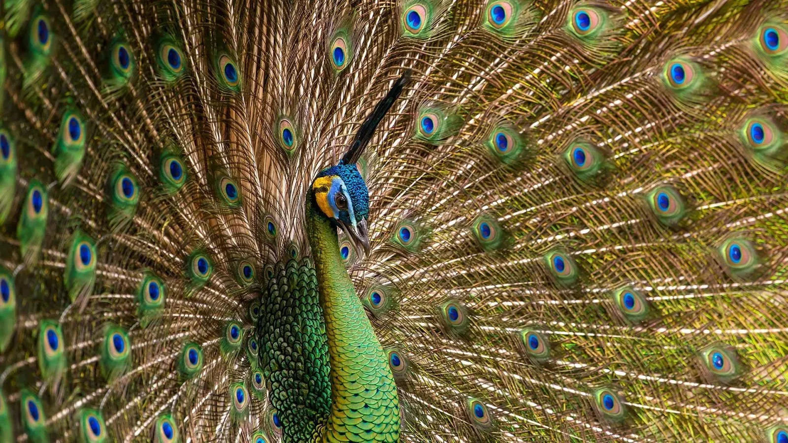 Magnificent Animals Beautiful Wallpaper Magnificent Animals Beautiful Wallpaper