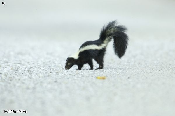 striped skunk at fontenelle forest skunks are omnivorous eating