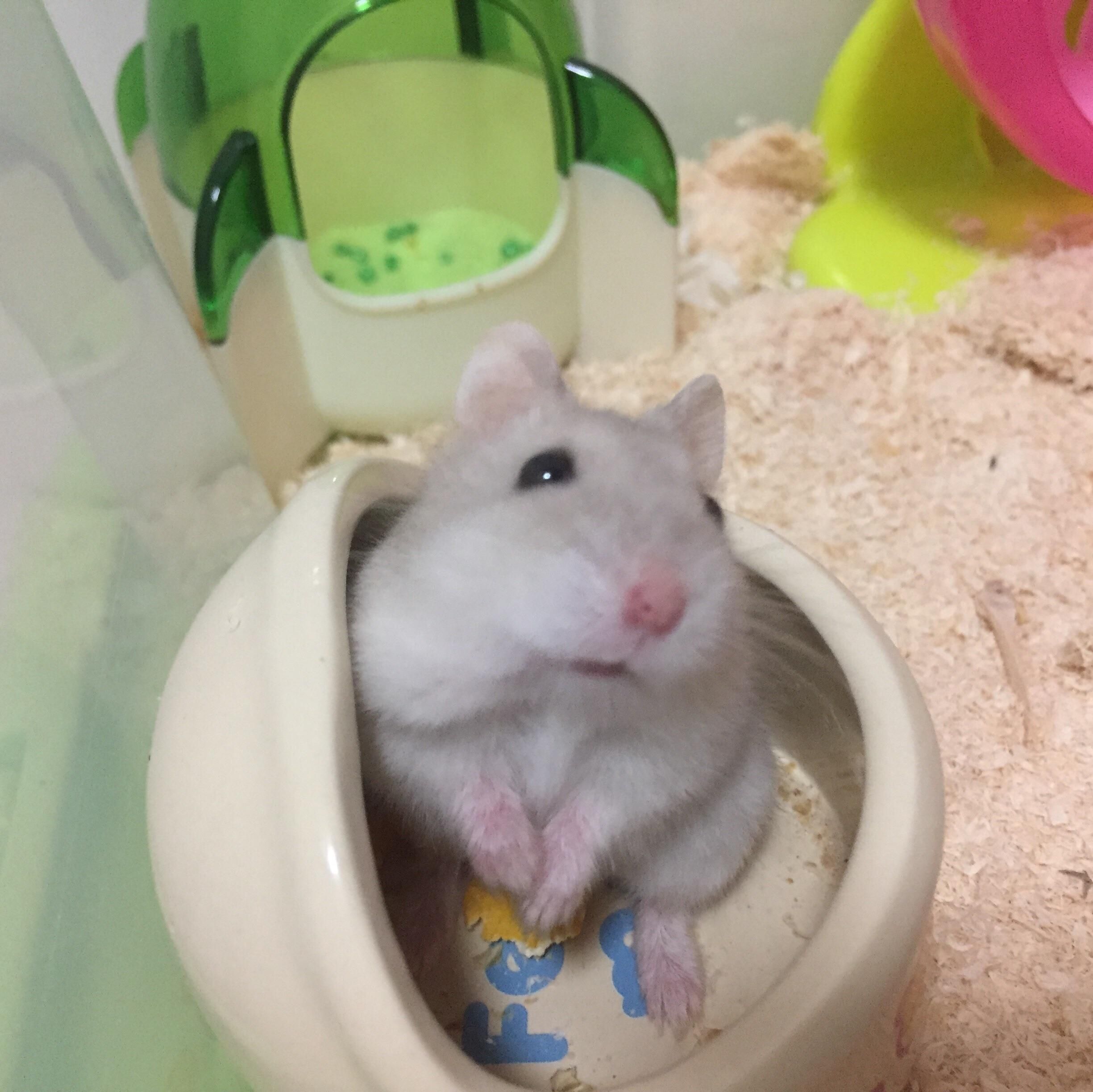 Confused By The Camera かわいいハムスター ハムスター ハムスター 画像 Confused By The Camera かわいいハムスター ハムスター ハムスター 画像