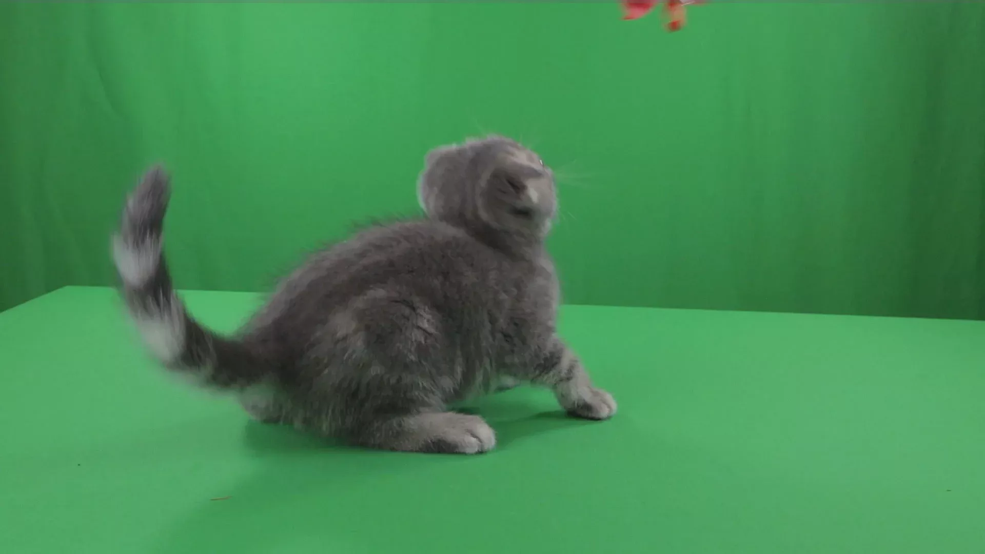 Marvelous Beautiful Cats Beautiful Cats Russian Blue Marvelous Beautiful Cats Beautiful Cats Russian Blue