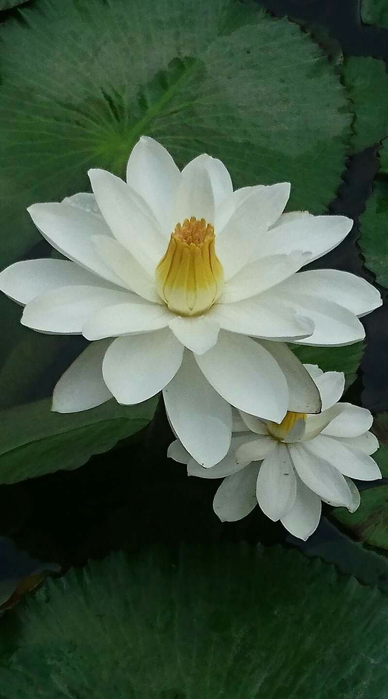 flor de loto flwers flowers orchids lotus