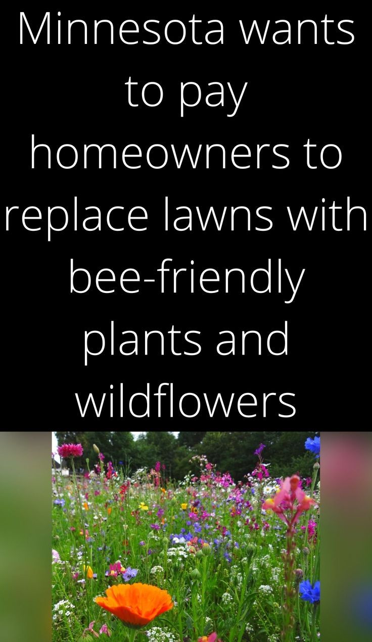 Minnesota wants to pay homeowners to replace lawns with beefriendly
