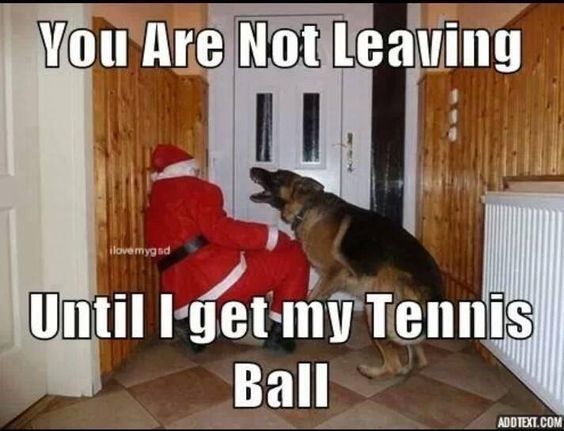 Funny Dog Memes, Funny Animal Memes, Funny Animal Pictures, Cute Funny Animals, Dog Pictures, Funny Dogs, Xmas Pictures, Dog Images, German Shepherd Memes